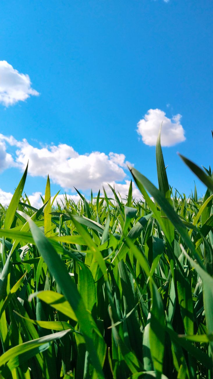 Campo de trigo verde bajo cielo azul