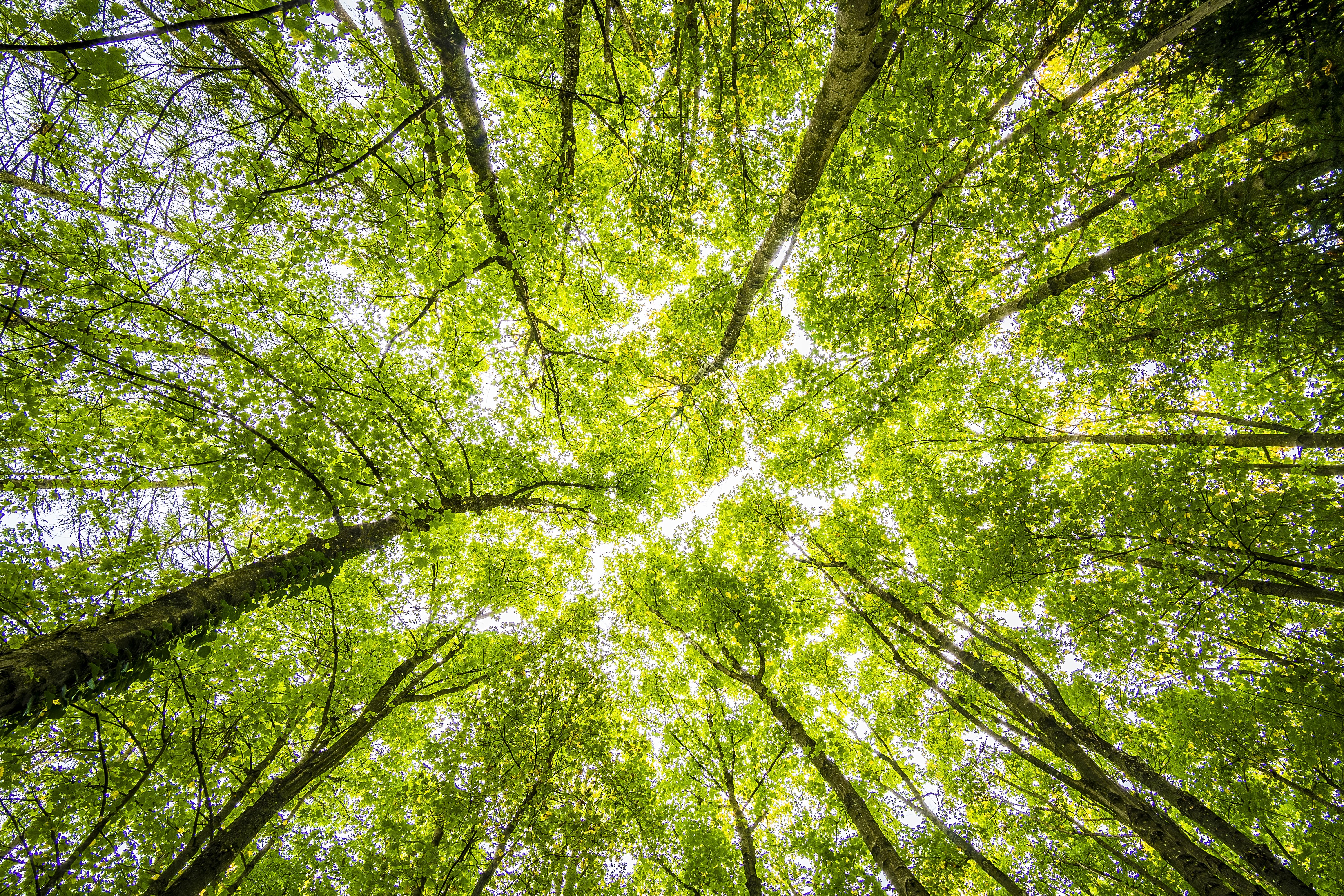 Ecología integral